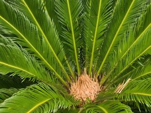 Bisa Jadi Sumber Pangan Alternatif, Pengolahan Sagu Terus Digenjot