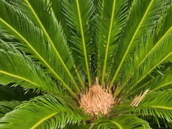 Potensi Pengembangan Lahan Sagu di RI Capai 5,5 Juta Hektare