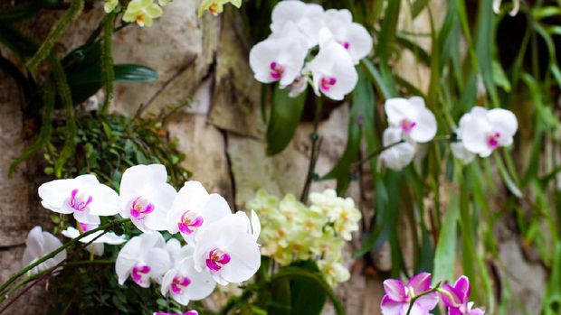 Orchids in the world famous National Orchid Garden in Singapore