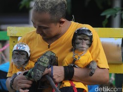 Kemiripan Monyet Ekor Panjang dengan Manusia, Apakah Itu?