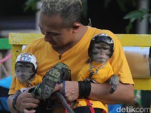 Belajar Merawat Monyet Ekor Panjang dari Ahlinya Belajar Merawat Monyet Ekor Panjang dari Ahlinya