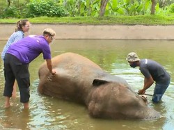 Celebrity on Vacation: Sensasi Mandiin Gajah di Badung Bali