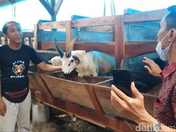 Meli dan Reno, Domba Unik Bertanduk Empat di Majalengka