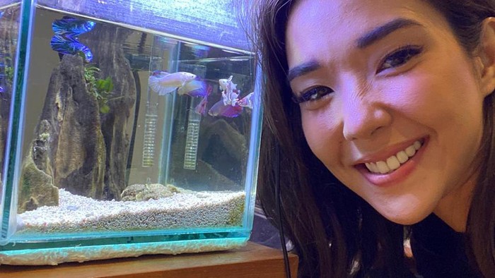 Gisella Anastasia Ikan cupang koleksi Gisella Anastasia