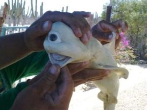 Aneh Tapi Nyata, Ikan Bermata Satu yang Disebut Dajjal Aneh Tapi Nyata, Ikan Bermata Satu yang Disebut Dajjal