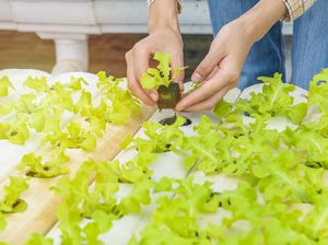 Berbisnis Hidroponik dari Rumah, Begini Caranya!