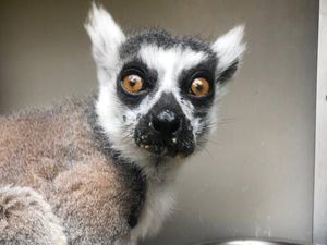 Kebun Binatang ini Beri Rp 30 juta Bagi Penemu Lemur yang Hilang