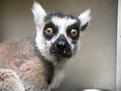 Kebun Binatang ini Beri Rp 30 juta Bagi Penemu Lemur yang Hilang