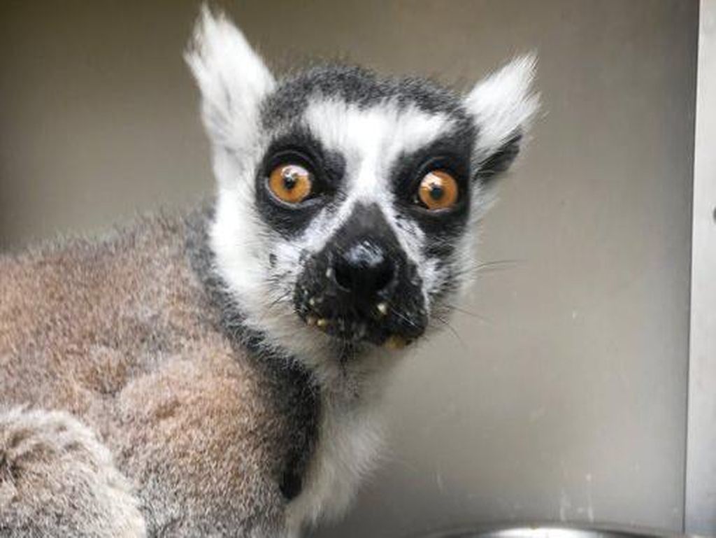 Kebun Binatang ini Beri Rp 30 juta Bagi Penemu Lemur yang Hilang