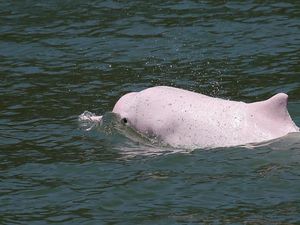 Lumba-lumba Merah Muda Kembali Berenang di Perairan Hong Kong Lumba-lumba Merah Muda Kembali Berenang di Perairan Hong Kong