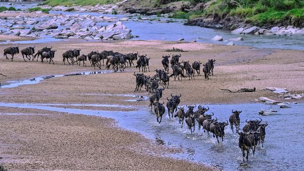 Wildebeests  run across a sandy riverbed of the Sand River as they arrive into Kenya's Maasai Mara National Reserve from Tanzania's Serengeti National Park during the start of the annual migration July 18, 2020. - The Wildebeest Migration is one of the Seven New Wonders of the World in which over two million head of mainly wildebeest and zebra migrate from the Serengeti National Park in Tanzania to the greener pastures of the Masai Mara National Reserve in Kenya during July through to October. (Photo by TONY KARUMBA / AFP)