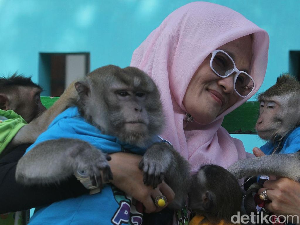 Di cukur monyet Jokowi Dikira