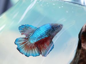Kecanduan, Wanita Ini Pelihara 500 Ikan Cupang Selama Pandemi COVID-19 Kecanduan, Wanita Ini Pelihara 500 Ikan Cupang Selama Pandemi COVID-19