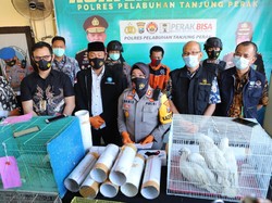 Penyelundupan 131 Burung Dalam Paralon dari Makassar ke Surabaya Digagalkan