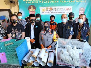 Penyelundupan 131 Burung Dalam Paralon dari Makassar ke Surabaya Digagalkan Penyelundupan 131 Burung Dalam Paralon dari Makassar ke Surabaya Digagalkan