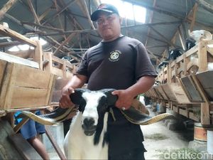 Peternak Domba di Majalengka Ini Sukses Ekspor ke Uni Emirat Arab