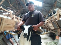 Peternak Domba di Majalengka Ini Sukses Ekspor ke Uni Emirat Arab