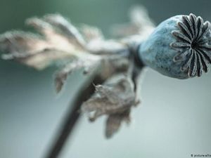 Rusaknya Keanekaragaman Hayati Batasi Akses Riset Obat Pereda Nyeri dan Antikanker Rusaknya Keanekaragaman Hayati Batasi Akses Riset Obat Pereda Nyeri dan Antikanker