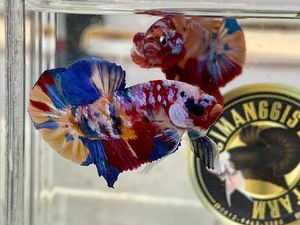 10 Jenis Ikan Cupang yang Cantik untuk Dipelihara di Rumah 10 Jenis Ikan Cupang yang Cantik untuk Dipelihara di Rumah