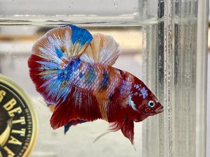 Ini 7 Jenis Ikan Cupang yang Banyak Dipelihara di Indonesia Ini 7 Jenis Ikan Cupang yang Banyak Dipelihara di Indonesia