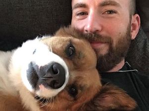 Deretan Foto Seleb Dunia dengan Peliharaannya