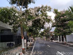 Pesona Tabebuya Putih dan Pink Berguguran di Jalanan Kota Blitar