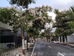 Pesona Tabebuya Putih dan Pink Berguguran di Jalanan Kota Blitar