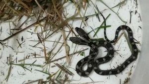 Foto: Penemuan Ular Berkepala Dua yang Mengagetkan
