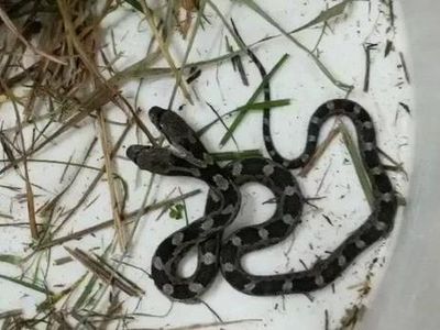 Foto: Penemuan Ular Berkepala Dua yang Mengagetkan