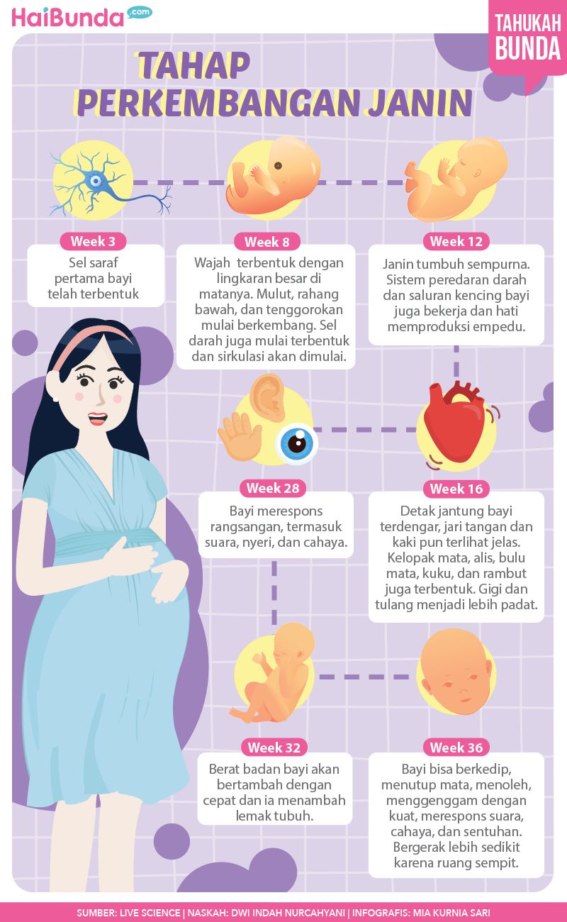 Infografis tahap perkembangan janin