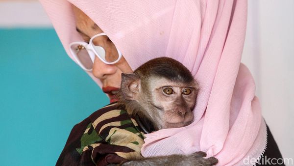 Kisah Andi Merawat 9 Monyet di Karawang