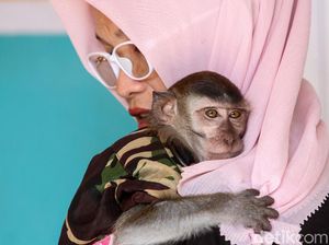 Kisah Andi Merawat 9 Monyet di Karawang