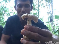 Menengok Tradisi Warga Pacitan Berburu Jamur Hutan Awal Musim Hujan