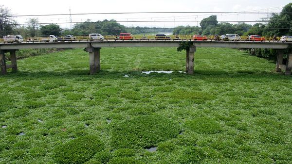 Potret Sungai Jeneberang Dipenuhi Eceng Gondok