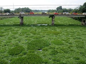 Potret Sungai Jeneberang Dipenuhi Eceng Gondok Potret Sungai Jeneberang Dipenuhi Eceng Gondok