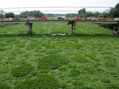 Potret Sungai Jeneberang Dipenuhi Eceng Gondok