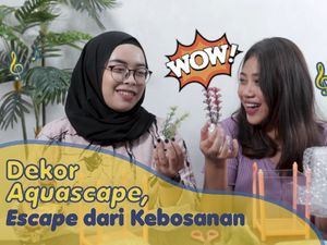 Belanja Online Biar Nggak Bosan, Dekor Aquascape Aja Belanja Online Biar Nggak Bosan, Dekor Aquascape Aja