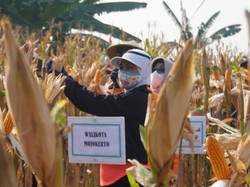Pemkot Mojokerto Berdayakan Lahan untuk Kegiatan Pertanian Warga