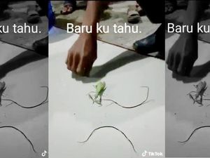 Video Cacing Parasit di TikTok, Bikin Inangnya Jadi Zombie
