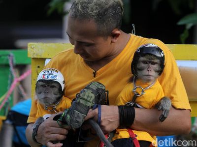 Gemes! Monyet ini Pakai Baju dan Helm Lho