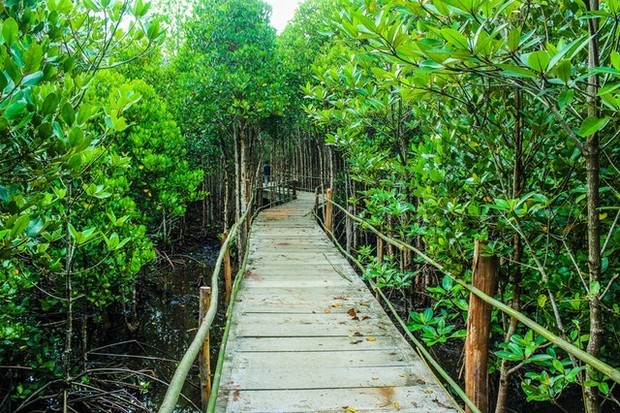 Hutan Mangrove/ Foto: Pexels.com