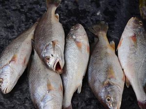 Ukuran Ikan Makin Kecil, Ternyata Ini Sebabnya Ukuran Ikan Makin Kecil, Ternyata Ini Sebabnya