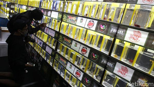 Mengintip Kontes Ikan Hias Betta dan Channa di Yogyakarta