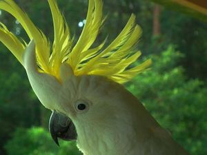 Mengenal 2 Jenis Burung Kakatua dari Papua Mengenal 2 Jenis Burung Kakatua dari Papua
