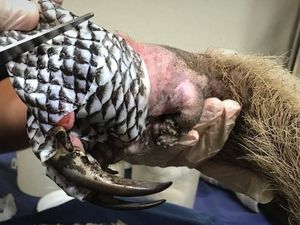 Foto-foto Hewan Korban Kebakaran Hutan Dirawat Menggunakan Kulit Ikan Nila