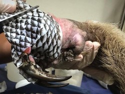 Foto-foto Hewan Korban Kebakaran Hutan Dirawat Menggunakan Kulit Ikan Nila