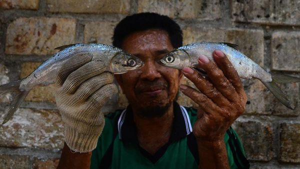 Geliat Usaha Bandeng Presto Juwana