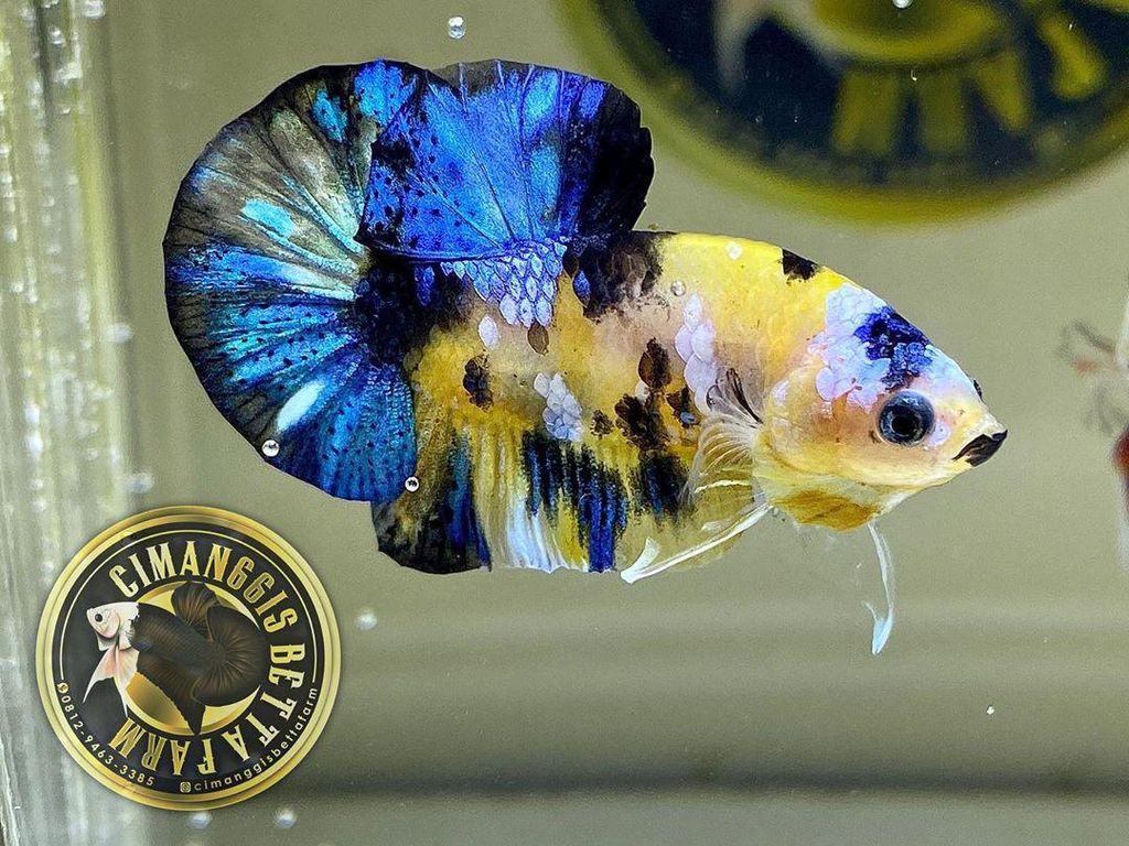 Cara Membedakan Ikan Cupang Jantan dan Betina Cara Membedakan Ikan Cupang Jantan dan Betina