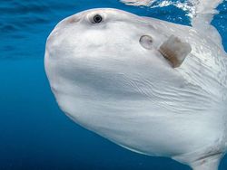 Munculnya Ikan Raksasa Sampai Pendaki Pose Bugil di Gunung Gede