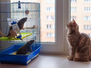 Chicago, Kota dengan Tikus Terbanyak 6 Tahun Berturut-turut